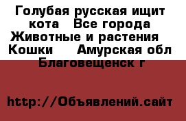 Голубая русская ищит кота - Все города Животные и растения » Кошки   . Амурская обл.,Благовещенск г.